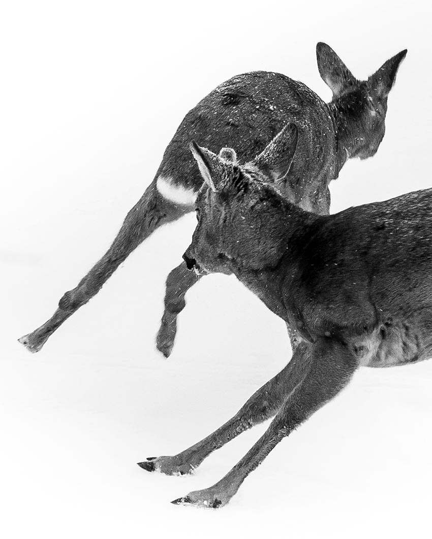 Rådyr. Foto.