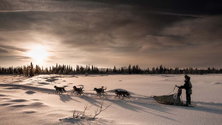 Hundekjøring, 5-mila, Gausdal Vestfjell. Foto.