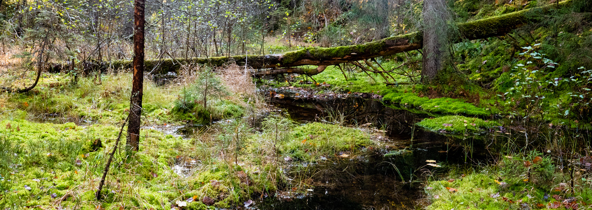 skog